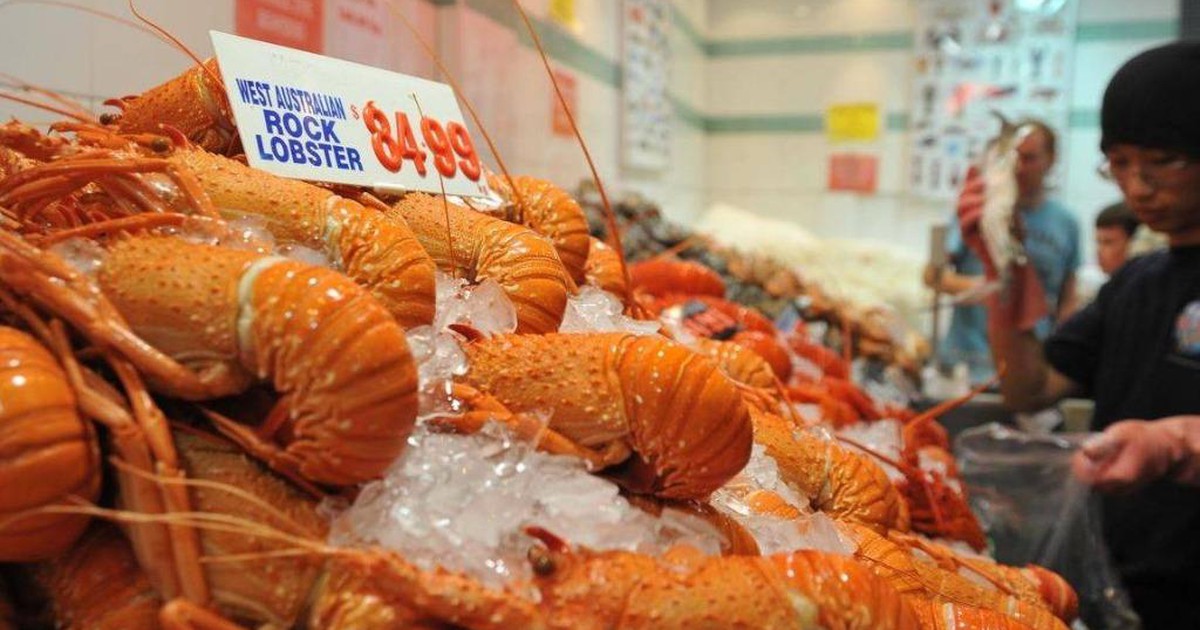 Úc ngừng xuất khẩu tôm hùm cho Trung Quốc sau thay đổi về hải quan