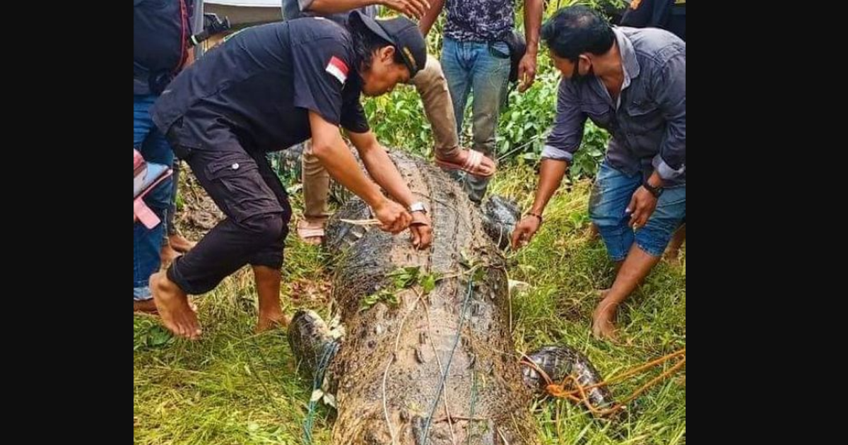 Mổ bụng cá sấu dài 6m để lấy xác bé trai 8 tuổi ở Indonesia