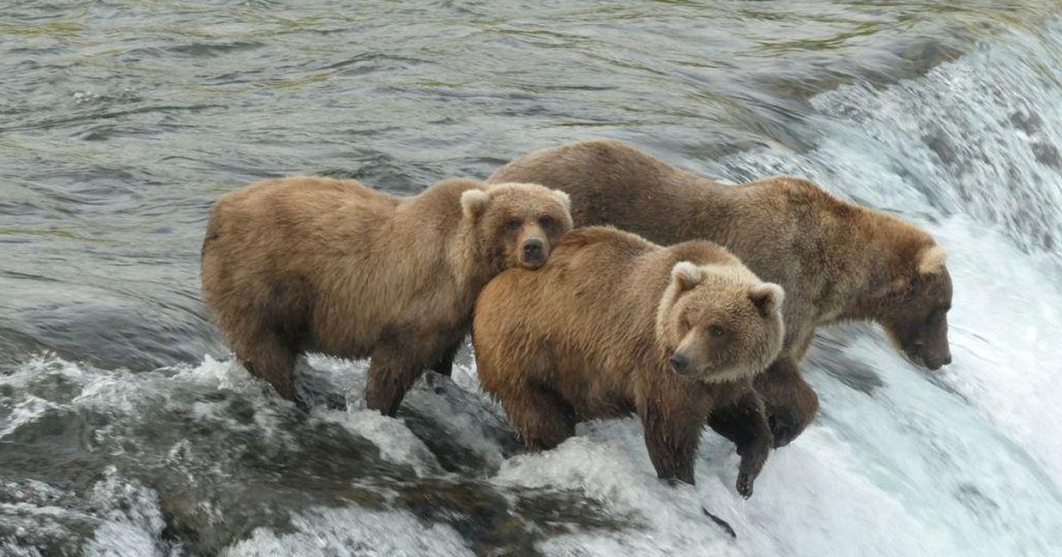 Cú sút ‘thần lực’ giúp người đàn ông thoát khỏi vuốt gấu