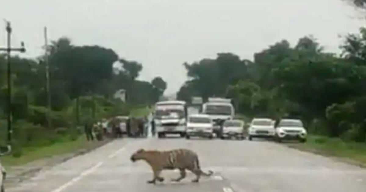 Cảnh sát dừng luồng giao thông để hổ băng ngang đường ở Ấn Độ