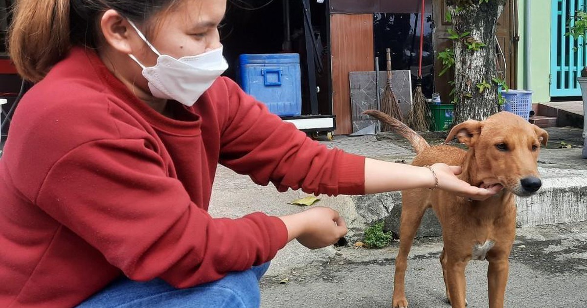 Tại sao Hội An cam kết loại bỏ tiêu thụ thịt chó?