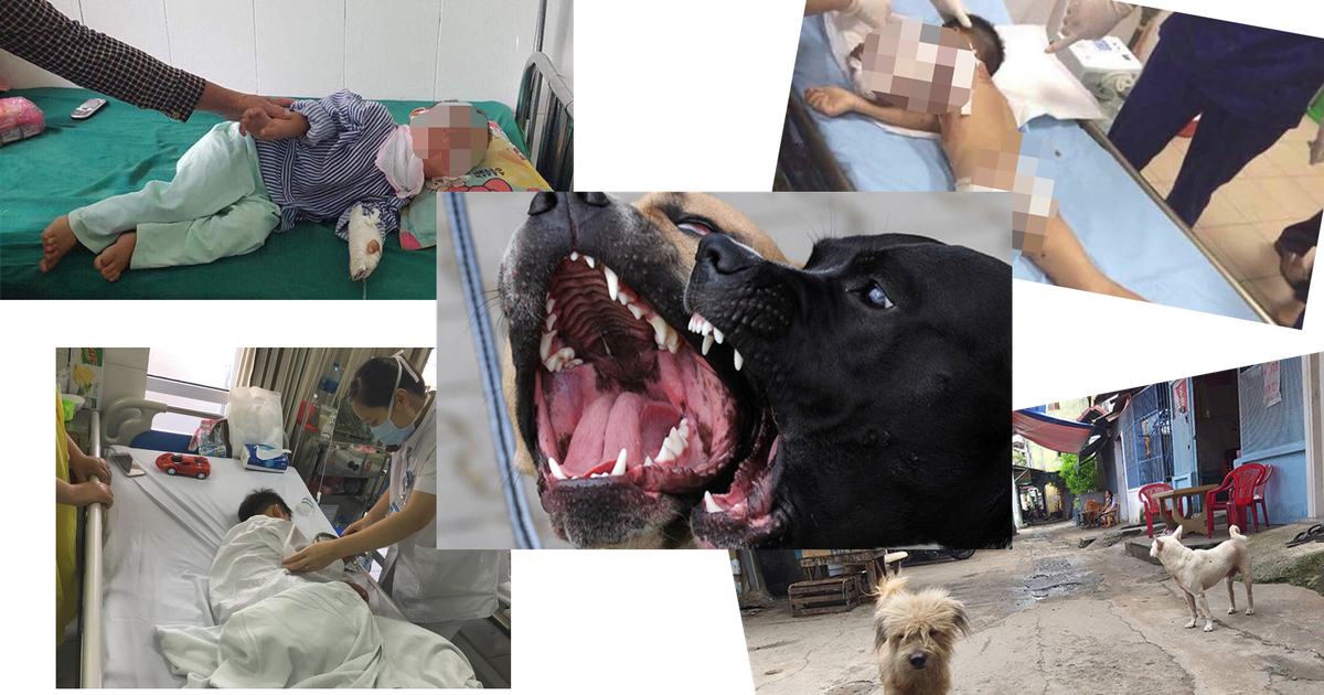 Hãy là người nuôi chó văn minh!