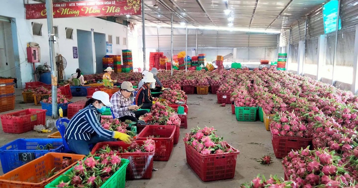 Nhật Bản cấp bằng bảo hộ chỉ dẫn địa lý cho thanh long Bình Thuận