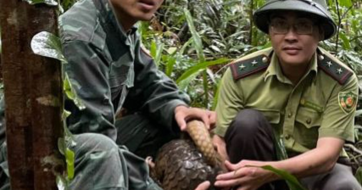 Quảng Bình: Thả 10 cá thể động vật hoang dã quý hiếm về môi trường tự nhiên