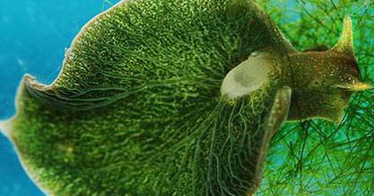 Động vật lai thực vật