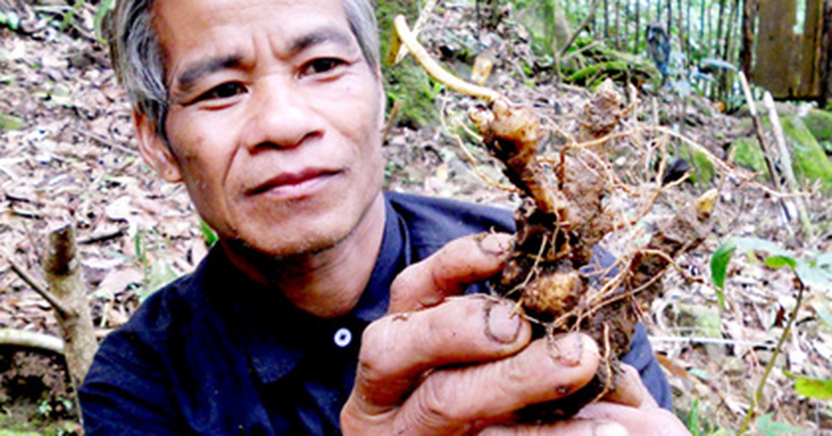 Đặt mục tiêu đứng thứ 2 thế giới về sản xuất sâm