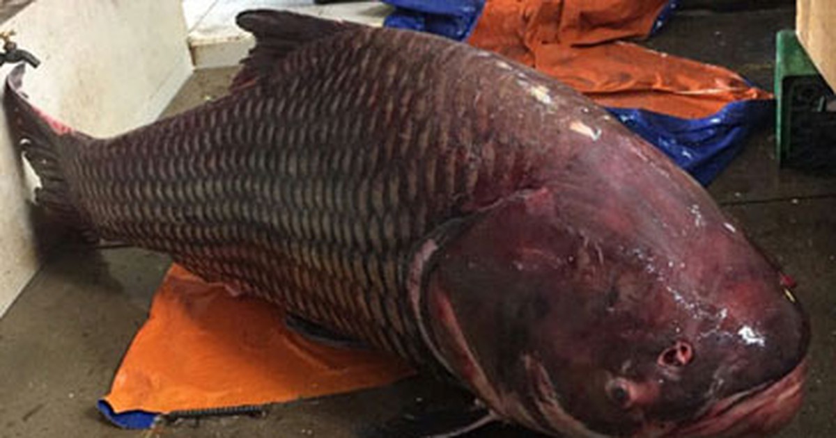 Đưa cá hô 'khổng lồ' từ Campuchia về TP.HCM