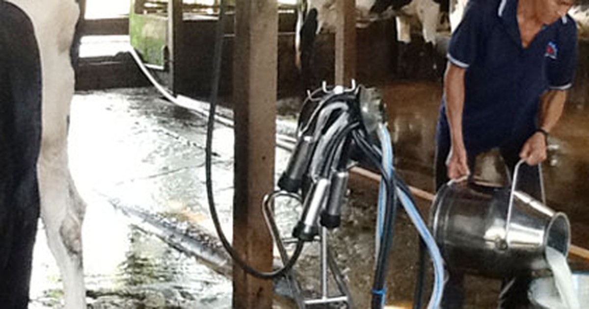 Giá thu mua sữa tươi sẽ giảm mạnh