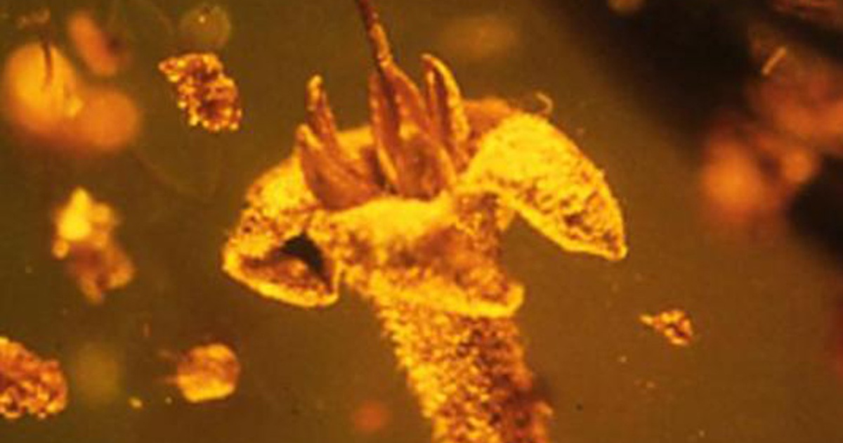 Hoa lạ trong hổ phách