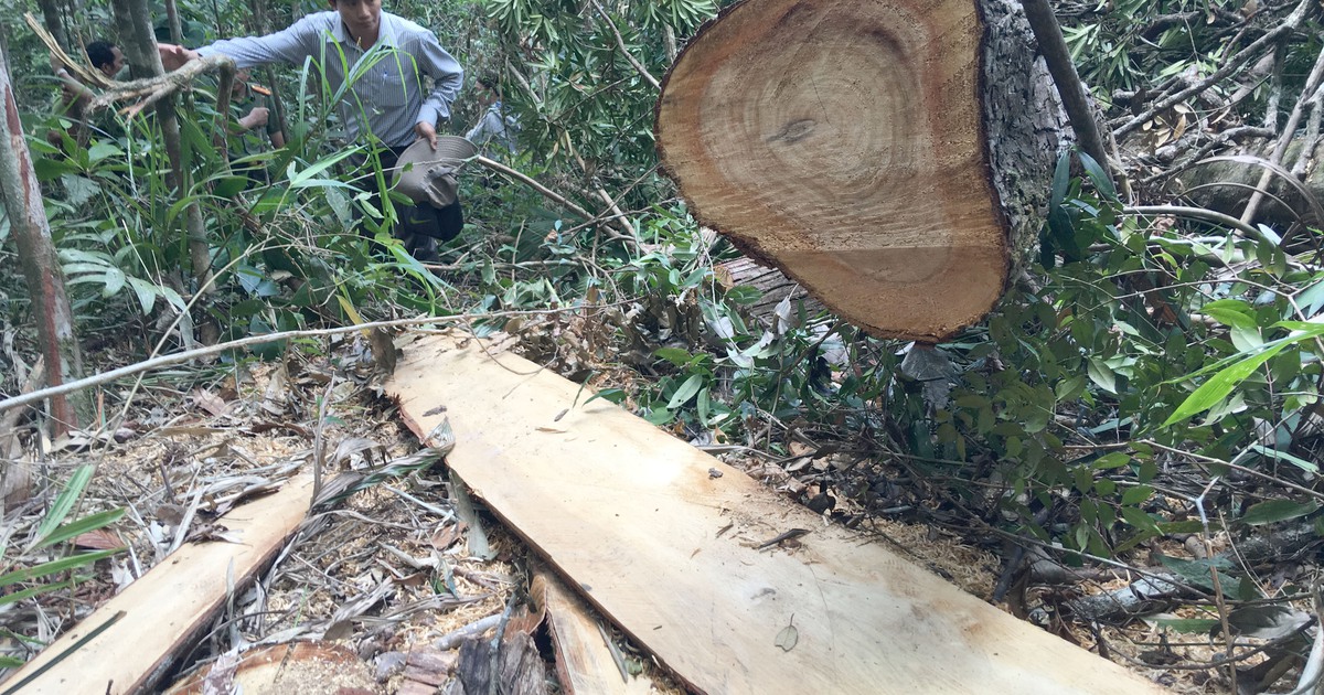 Công bố chi tiết vụ phá rừng pơ mu đặc biệt nghiêm trọng tại Quảng Nam