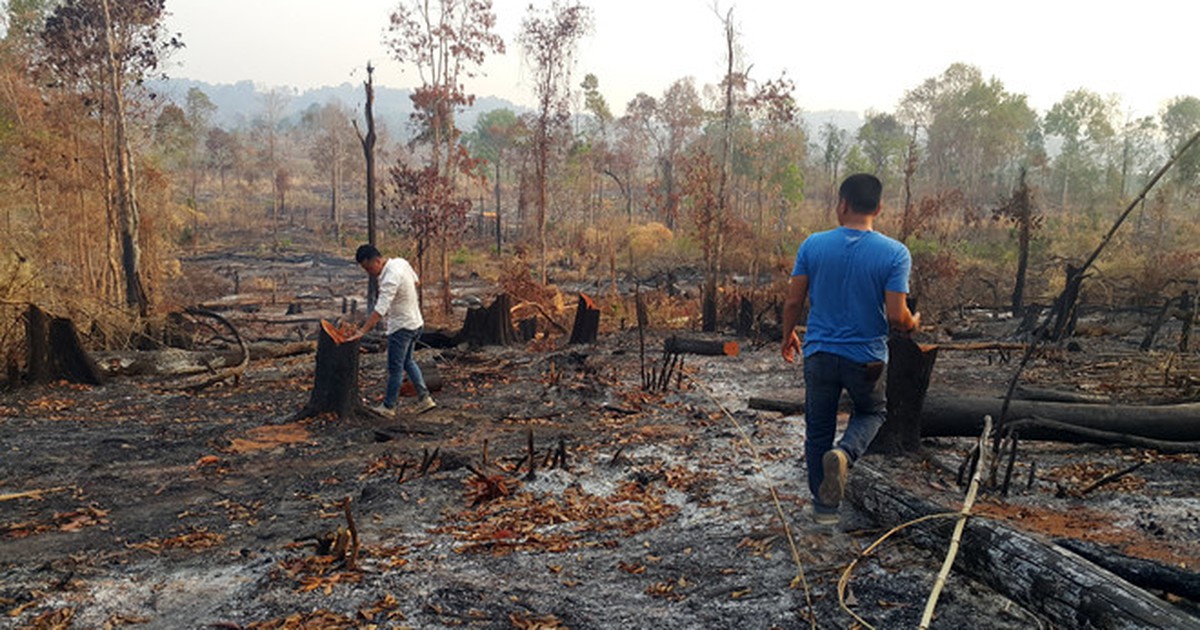 Làm giàu từ rừng là tự hủy diệt