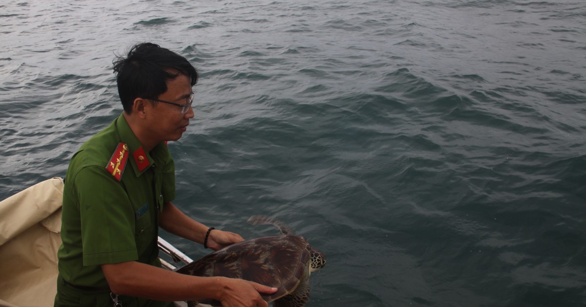 Bị khởi tố vì nuôi nhốt rùa biển trái phép