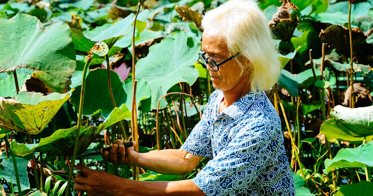 Người biến lá sen thành tranh