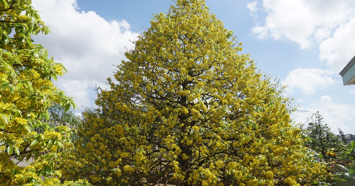 Chủ mới trả 3,8 tỉ rước cây mai vàng 'to như núi' về Cần Thơ