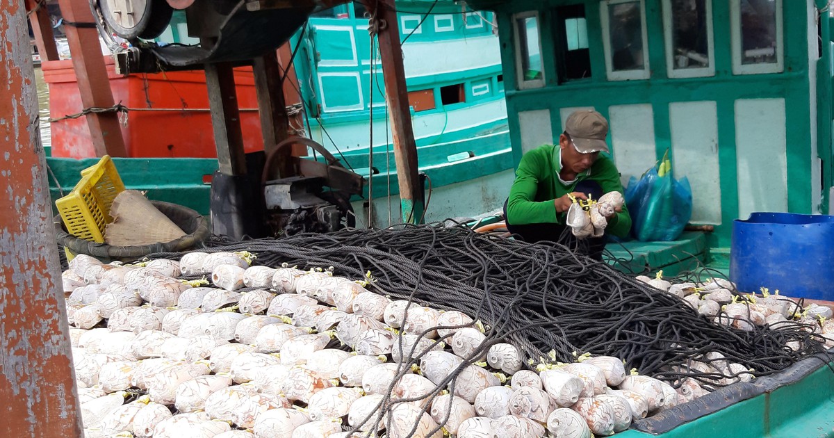 Cà Mau: Ngư dân bất an vì ốc bẫy mực liên tục bị mất trộm trên biển