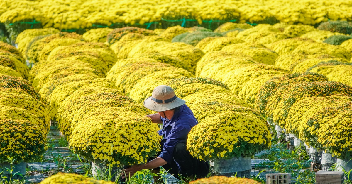 Hoa kiểng miền Tây rực rỡ hương sắc chờ người mua về ăn Tết Nguyên đán