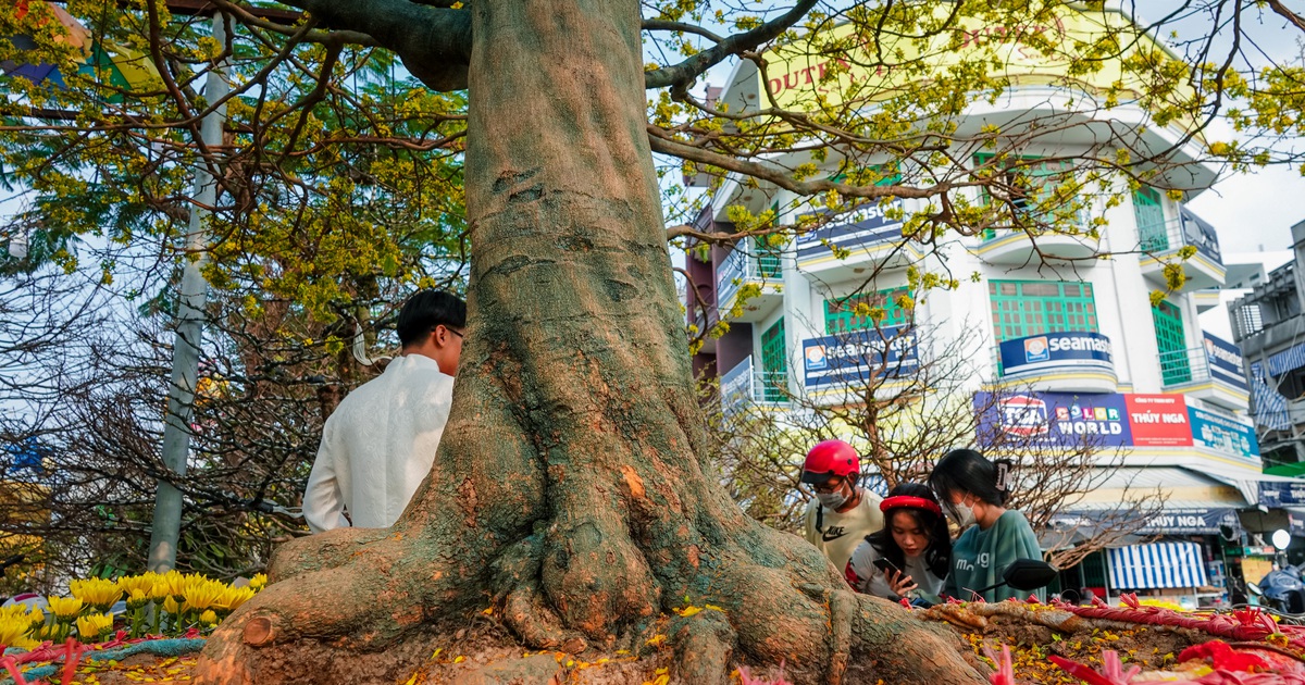 Ngắm cây mai kêu giá 7 tỉ đồng giữa rừng mai cây nào cũng trên 1 tỉ