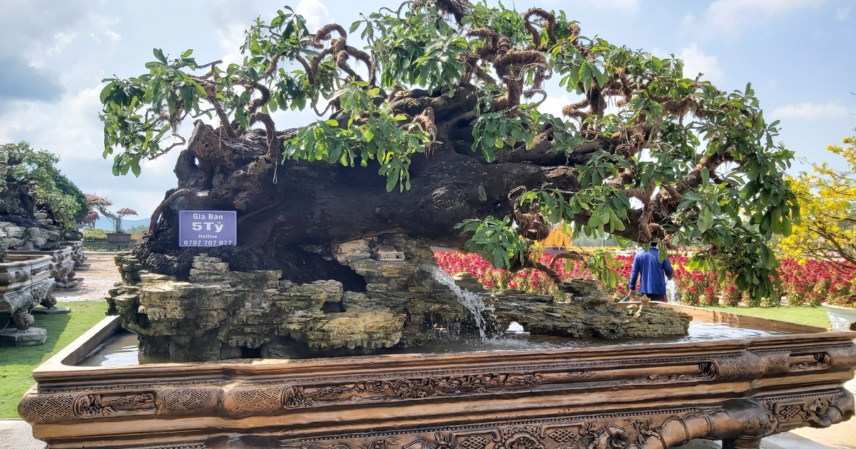 Bộ sưu tập cây kiểng khủng ở làng hoa Phú Quốc, nhiều cây giá 5 tỉ đồng