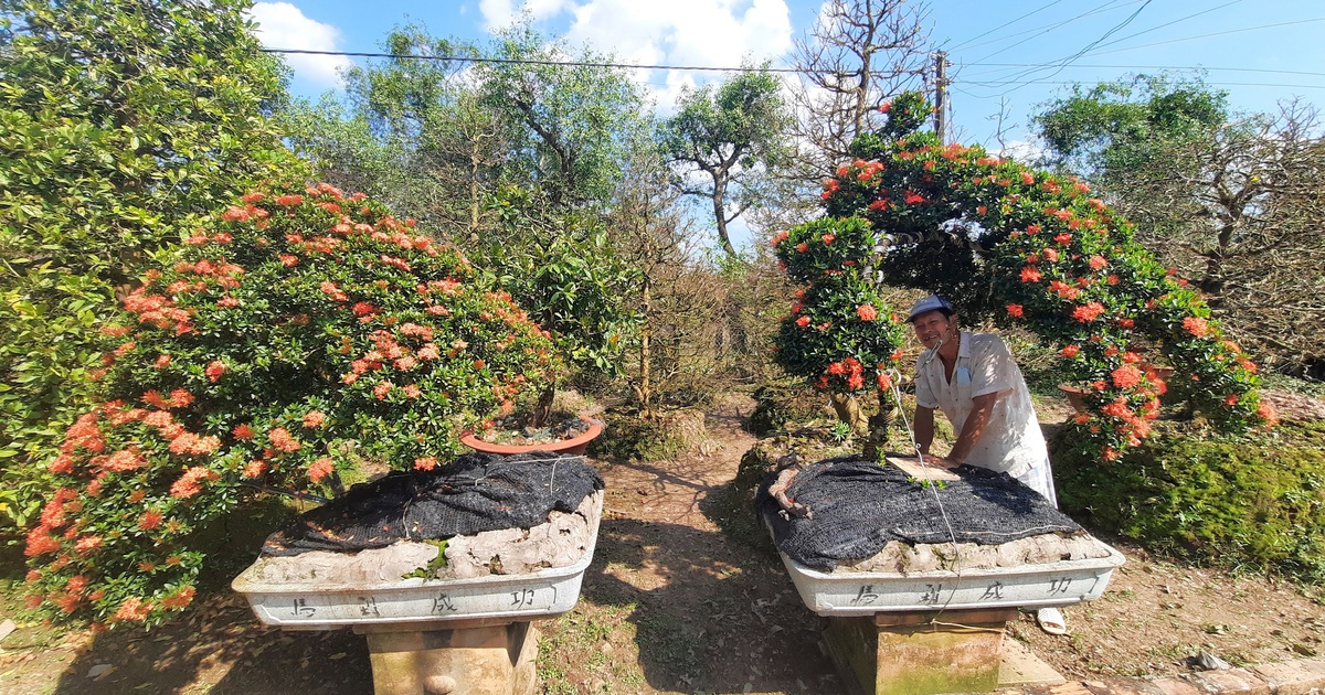 Độc đáo thú chơi hoa mẫu đơn cổ thụ ở miền Tây