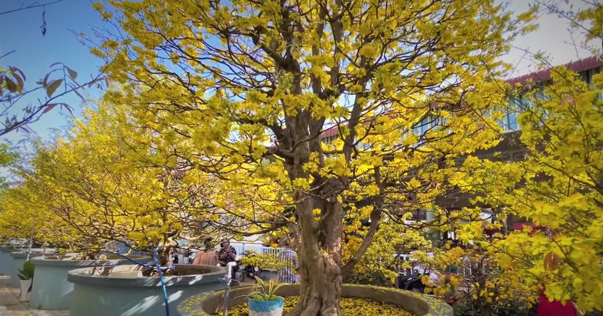 Cây mai vàng khoảng 200 năm được chủ nhân mua gần 2 tỉ gây sốt miền Tây