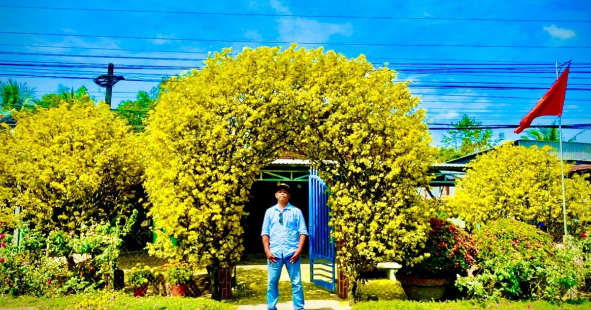 2 cây mai vàng 3 mét mất chục năm uốn cong thành cổng rào 'độc, lạ miền Tây'