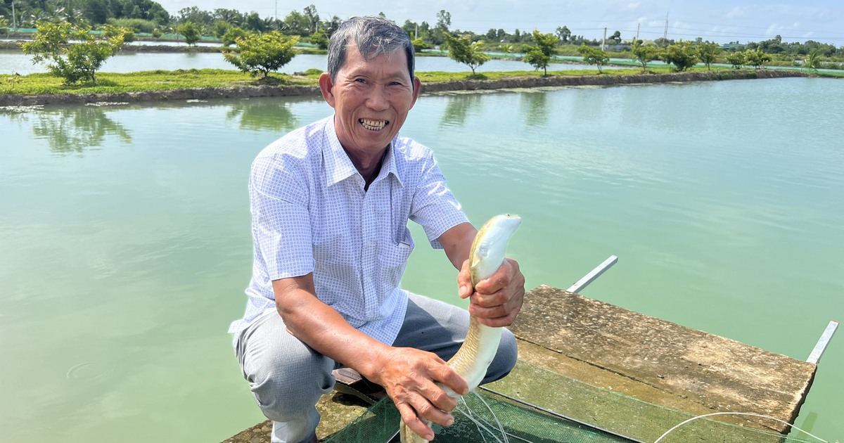 Lão nông miền Tây thu lãi tiền tỉ nhờ nuôi cá chình