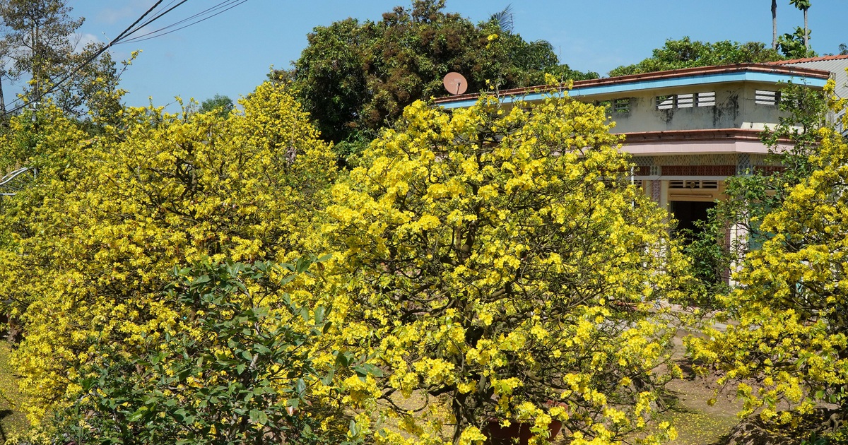 Mai vàng miền Tây mùa tết: Người vừa bán gần 100 triệu, người 'lên mạng để bán chạy hơn'