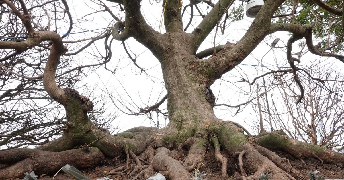 Mai vàng 'khủng' miền Tây hội tụ: Dáng bạch tuộc, bàn tay... có cây rao 3,5 tỉ