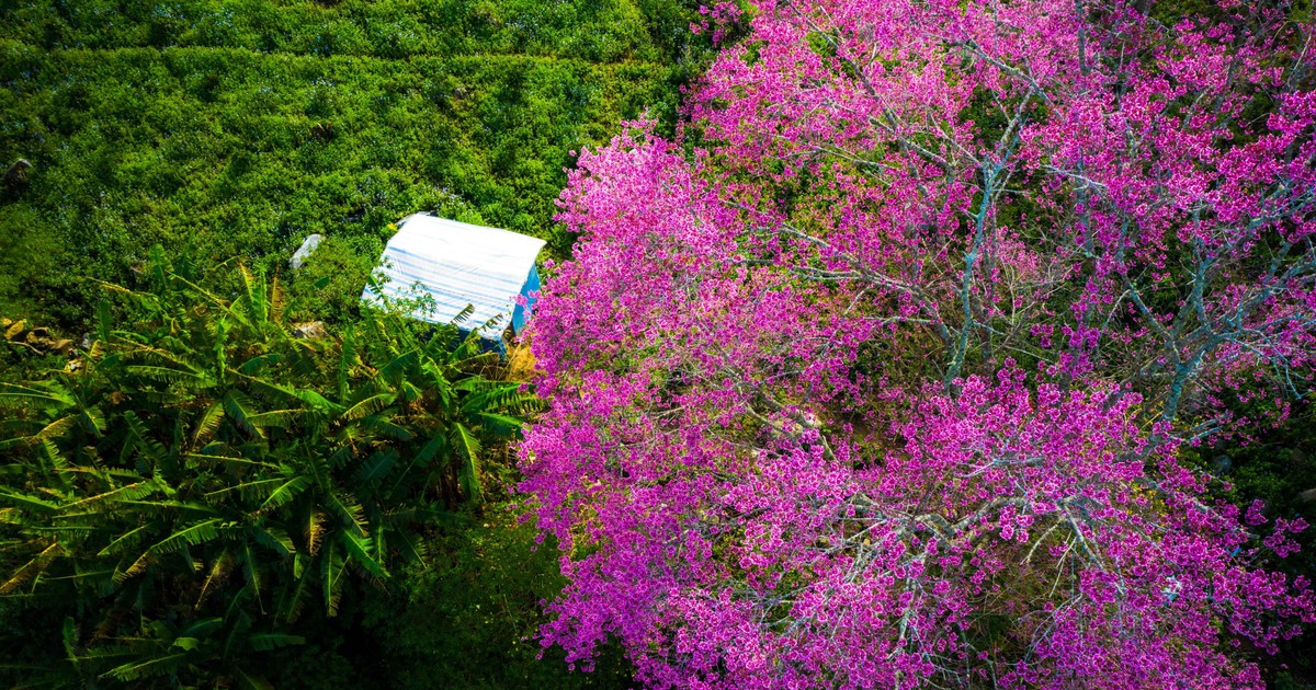 Mai anh đào Đà Lạt bung nở lộng lẫy những ngày giáp tết