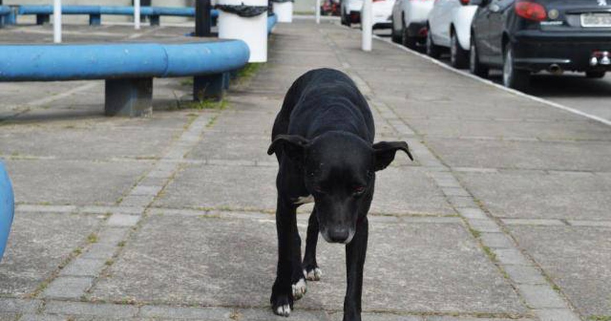 Xúc động chú chó đợi chờ mỏi mòn ở bệnh viện dù chủ đã qua đời