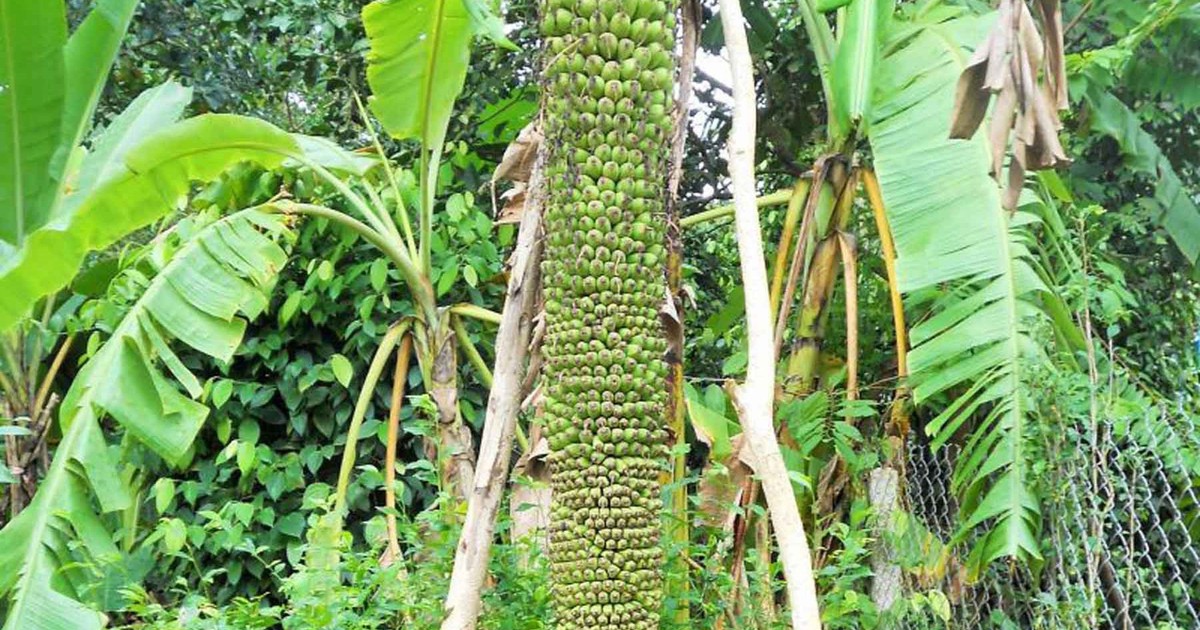 Buồng chuối 'khủng' trổ hơn 200 nải