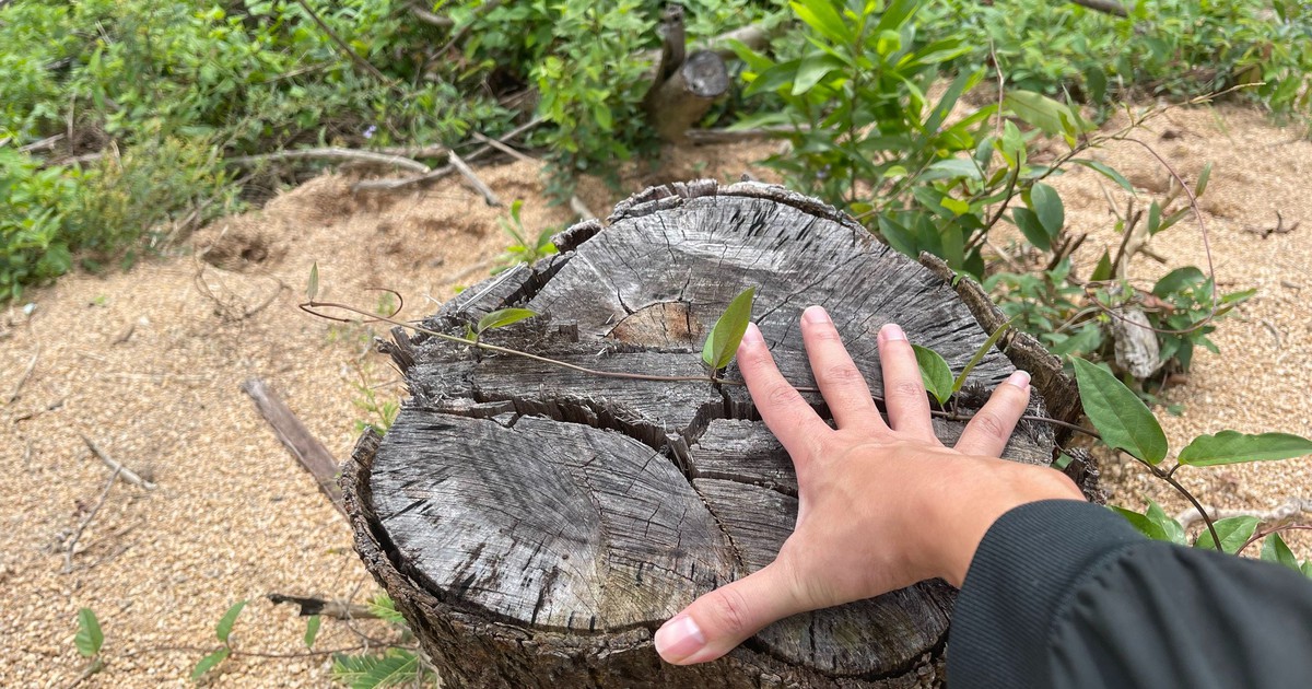 Bình Định: Tại sao chưa tìm được thủ phạm khai thác trái phép hơn 2 ha rừng?