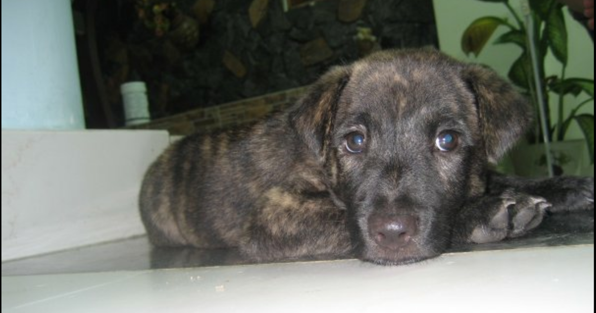 Nhật ký chuộc chó