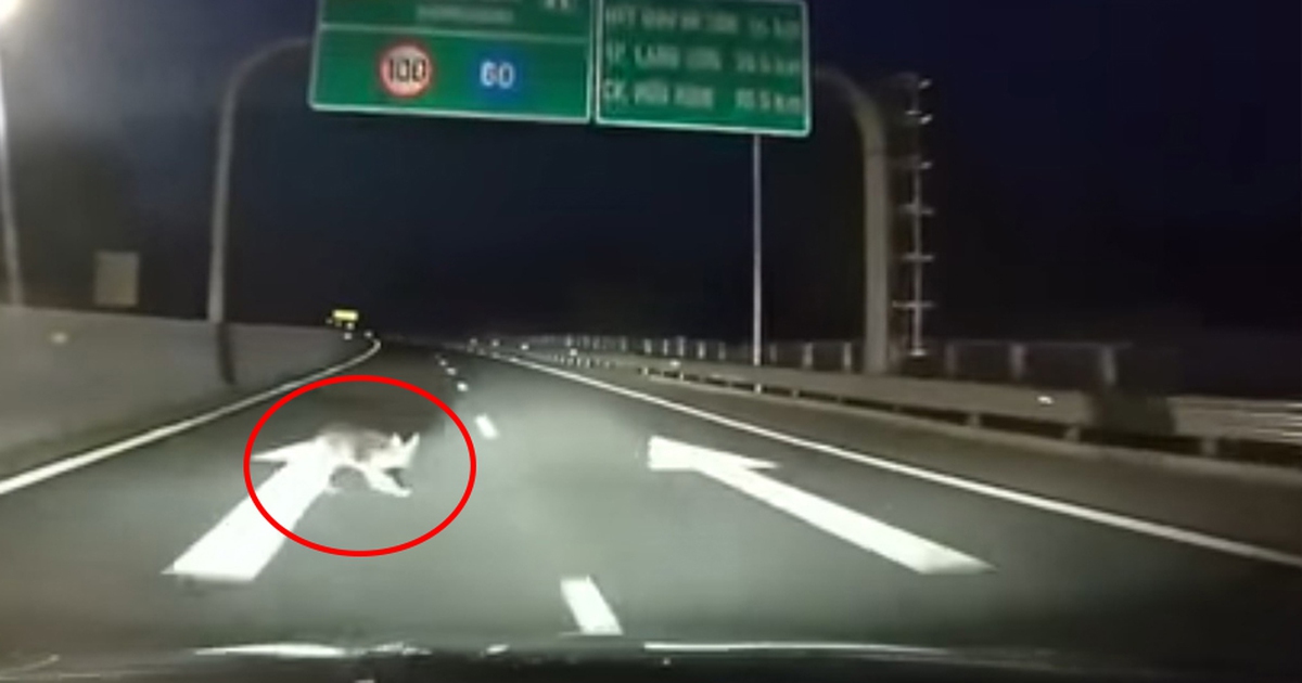 Tin khẩu quyết ‘chó tránh đầu, trâu tránh đuôi’: Sai lầm ‘chết người’ của tài xế Việt!