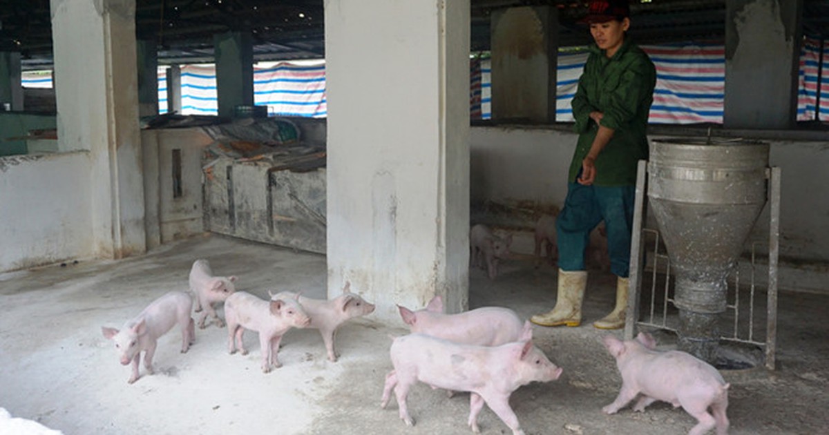 Việt Nam nghiên cứu vắc xin dịch tả lợn châu Phi