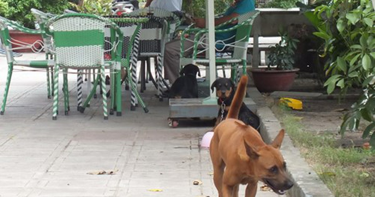 Nhà nào nuôi chó, coi chừng “cẩu xực” có thể dẫn đến chết