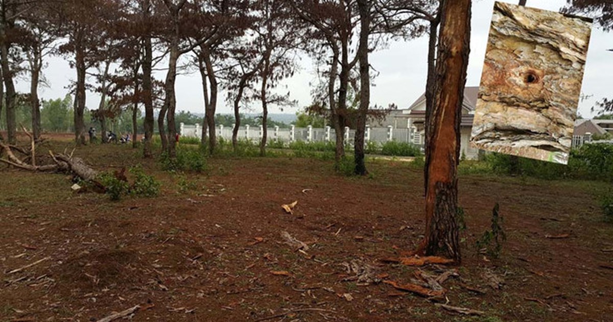 Công an vào cuộc vụ triệt hạ thông đỏ ở núi Voi