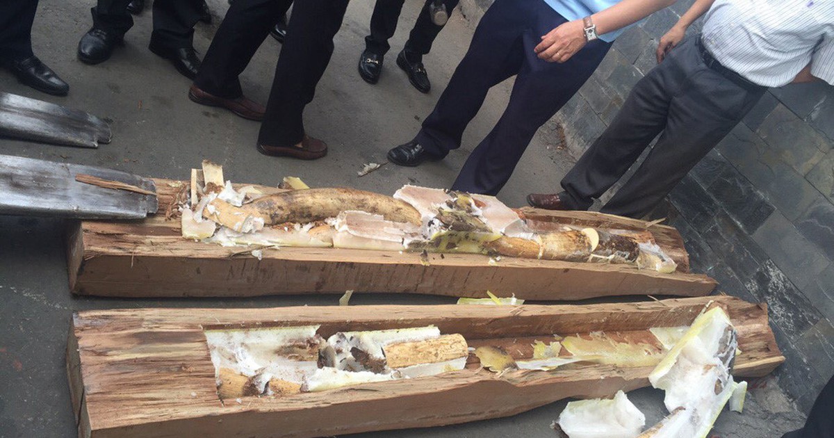 Tạm đình chỉ điều tra 4 vụ buôn lậu ngà voi năm 2016