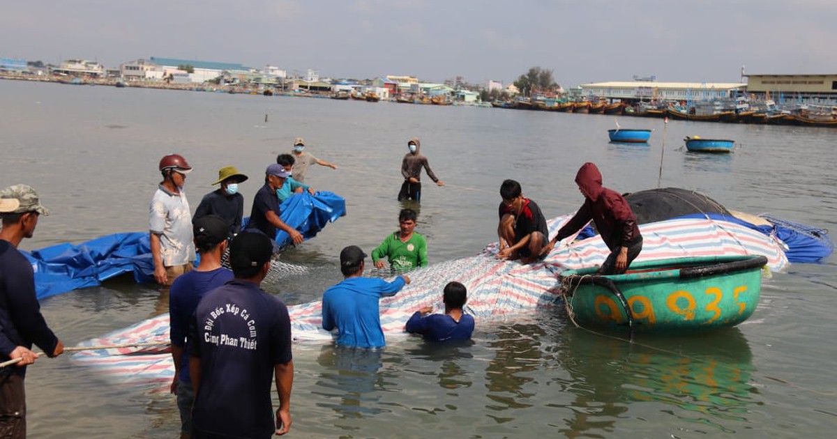 Ngư dân Phan Thiết mai táng cá Ông nặng 7 tấn