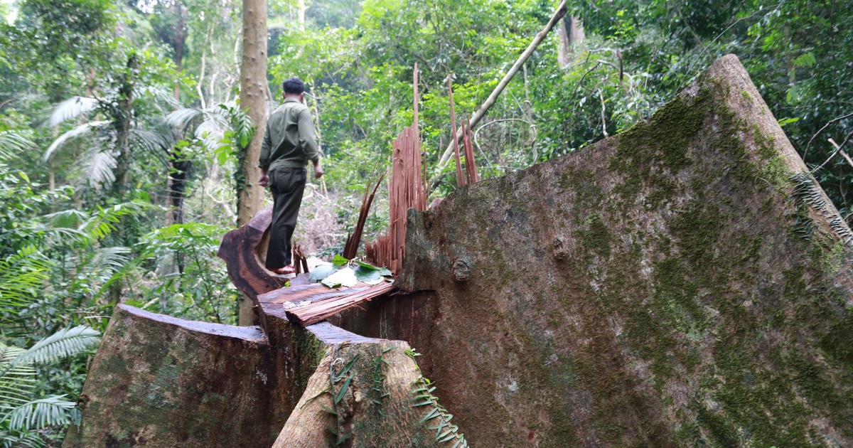 Vụ thảm sát rừng trong Khu bảo tồn thiên nhiên Bắc Hướng Hóa: Khởi tố vụ án