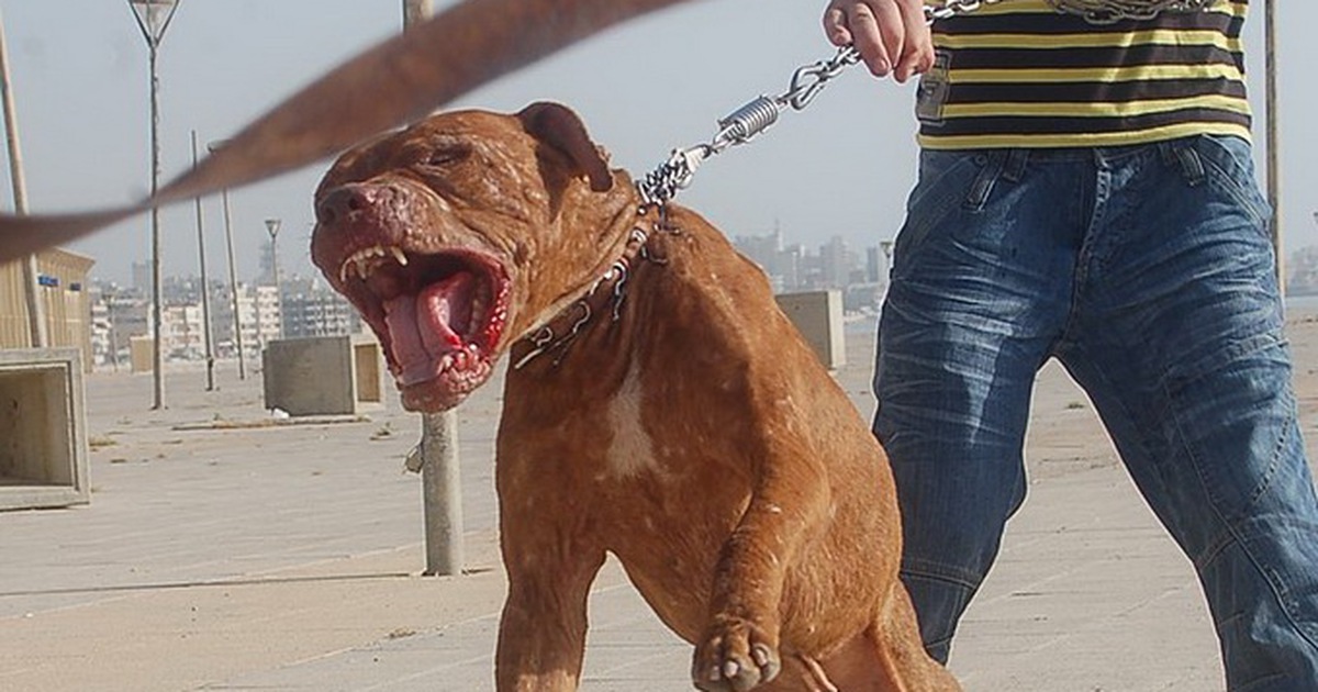 Thanh Hóa: Chó pitbull tấn công khiến một người phụ nữ tử vong đã bị tiêu hủy