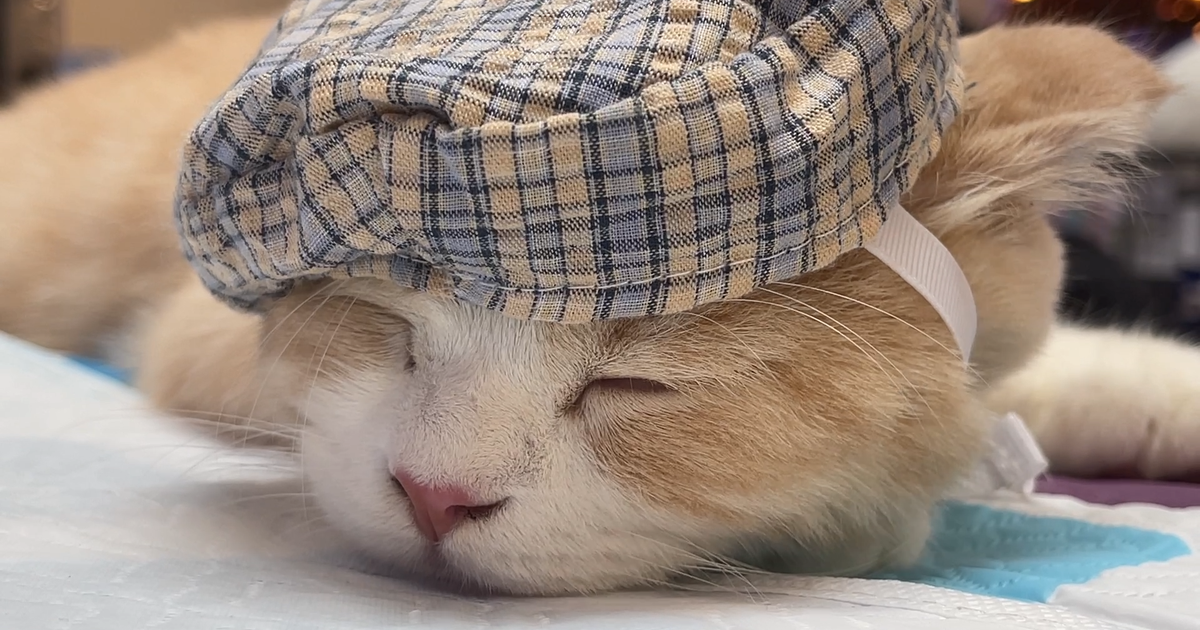 Tết Quý Mão: Vì sao Việt Nam là năm mèo, nước khác là năm thỏ?