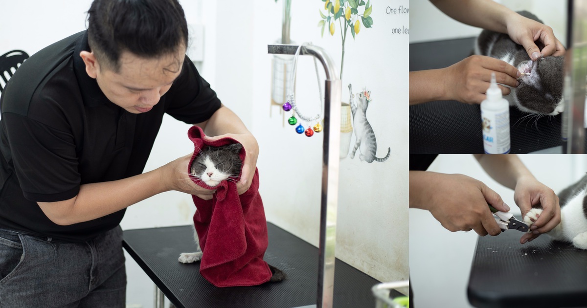 Tết Quý Mão: Người dân TP.HCM chi bạc triệu đưa mèo đi khách sạn, spa ‘giải stress’