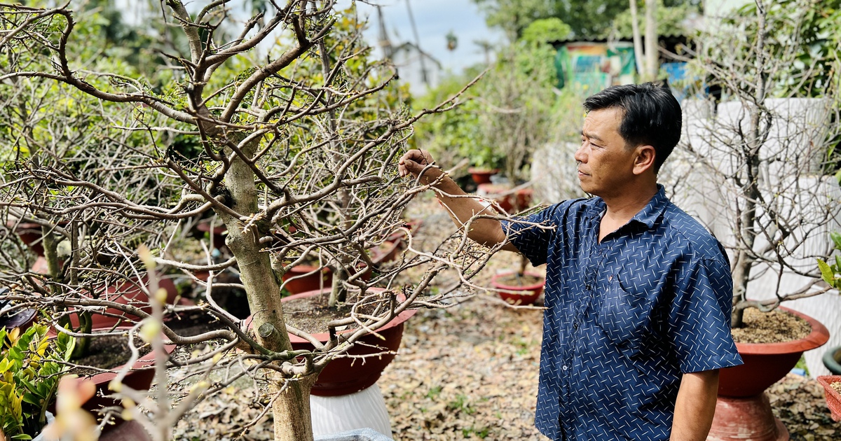 Vườn mai Thủ Đức với 2.000 gốc mới đang lặt lá đã được khách đặt mua hết 40%