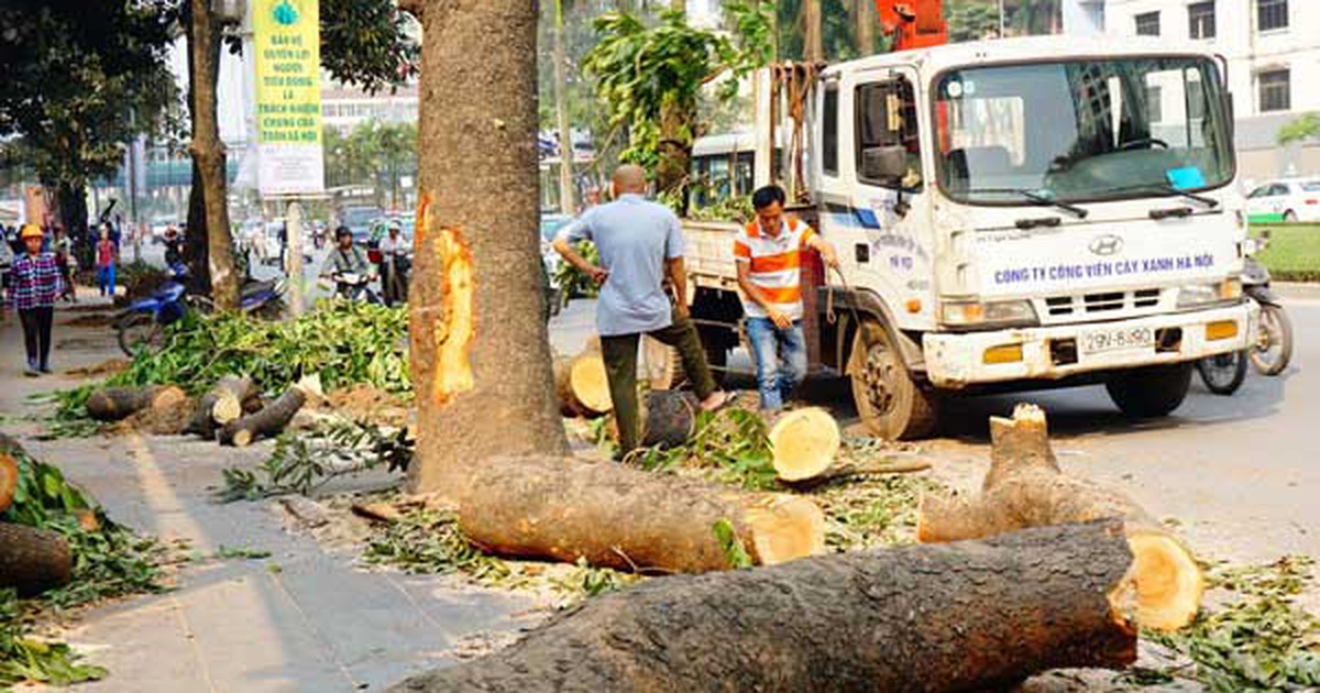 Hạ 6.700 cây xanh bằng 'đề án sơ sài'