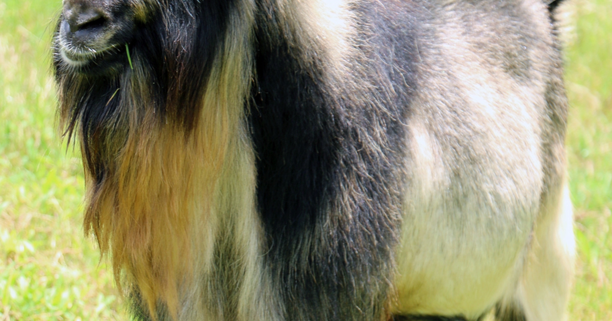 Đàn dê có lông và bờm giống sư tử