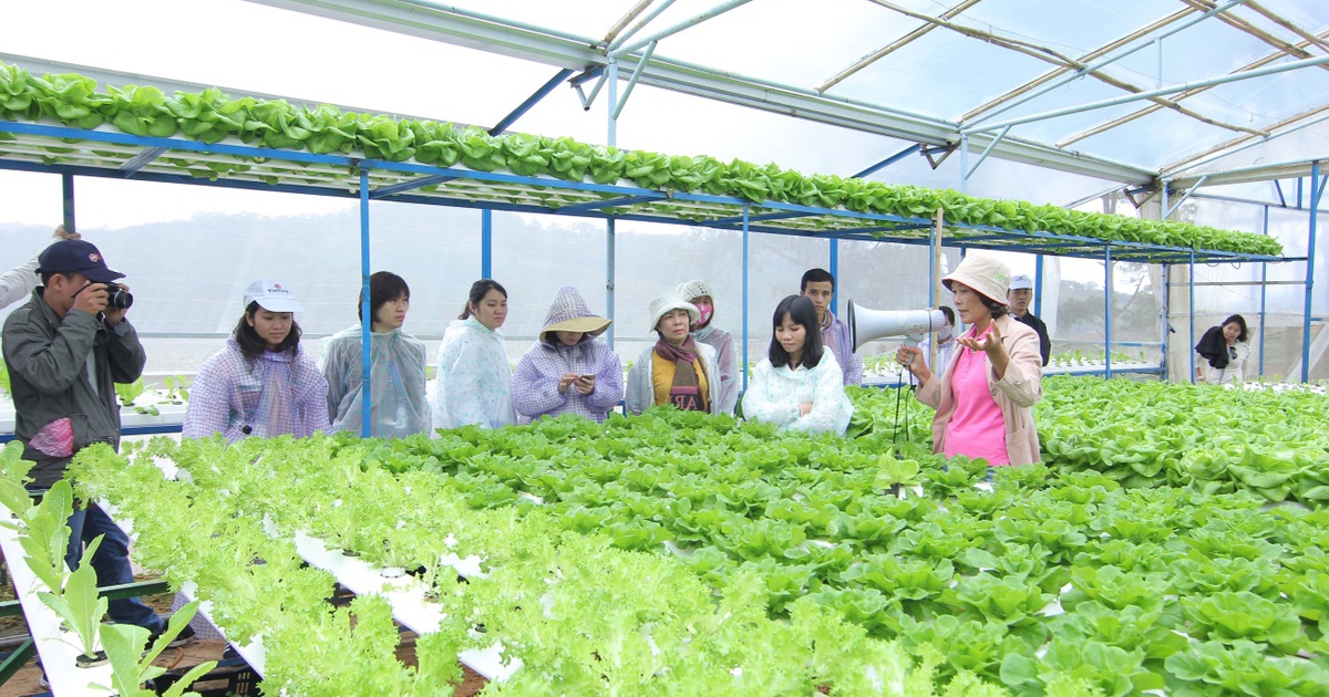 Tăng cường hợp tác với nông dân phát triển chuỗi cung ứng rau an toàn