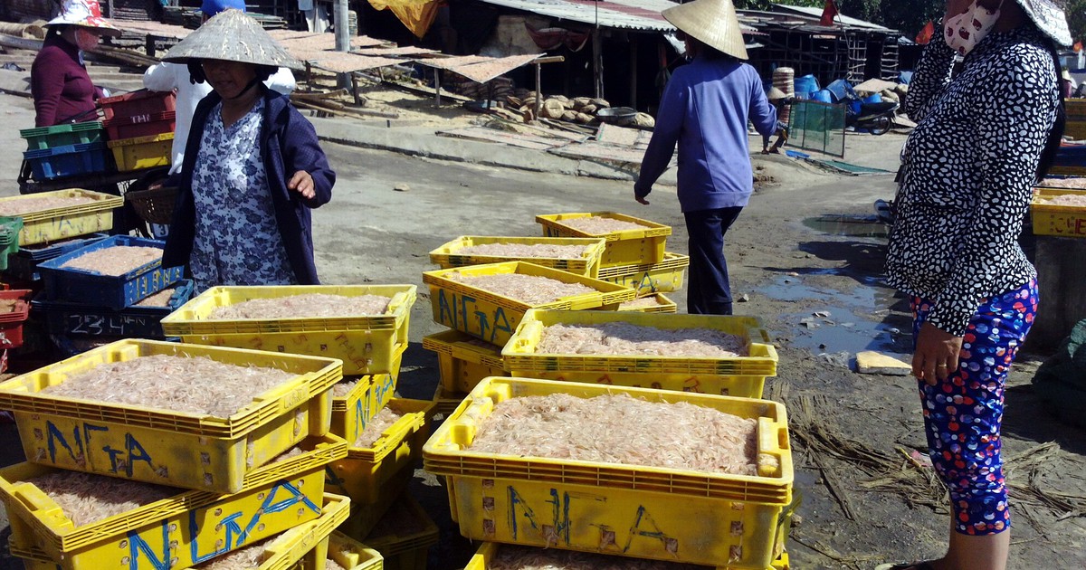Trúng đậm cá cơm và ruốc, ngư dân Bình Định lãi 10 - 15 triệu đồng/ngày