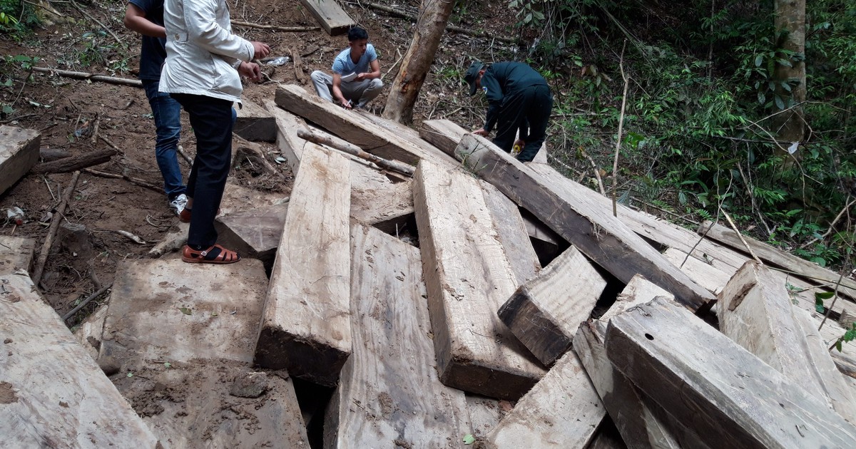 Rừng tan hoang vì xã 'linh động'