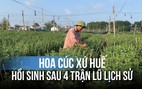 ‘Thủ phủ’ hoa cúc xứ Huế hồi sinh sau 4 trận lũ lịch sử